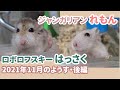 みなさまよいお年を/はっさくの声/電気毛布動画再生数1万超えありがとう！はっさく＆れもん　2021年11月のようす・後編【ハムスター/ロボロフスキー/ジャンガリアン】