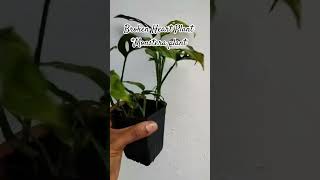 BROKEN Heart Plant || Monstera Deliciosa #gardening #viral #minivlog  #plants #youtubeshorts #shorts