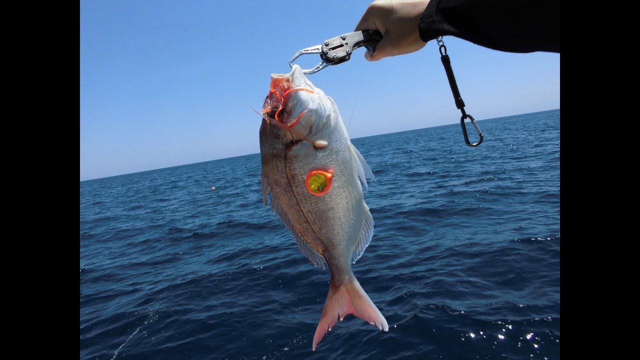 花代 写真家 Crimson Seabream Meuniere