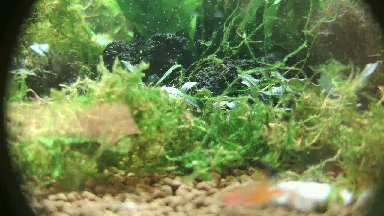Shrimply Splendid