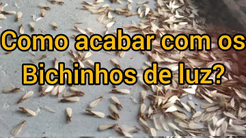 Como é o nome do inseto que voa em volta da lâmpada?