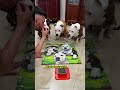Plot twist at the end! 😱🔥 #KiraFamily #smartdog #dogpuzzle #shorts