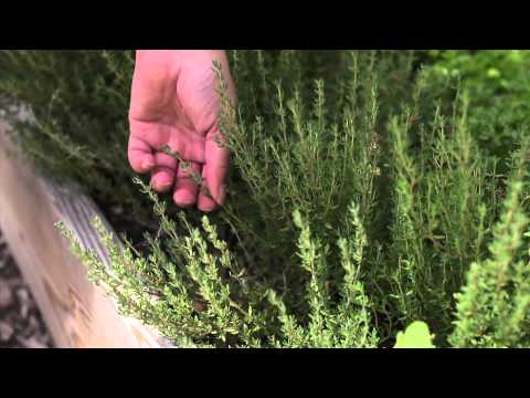 The Garden Minute: Harvesting Woody Herbs