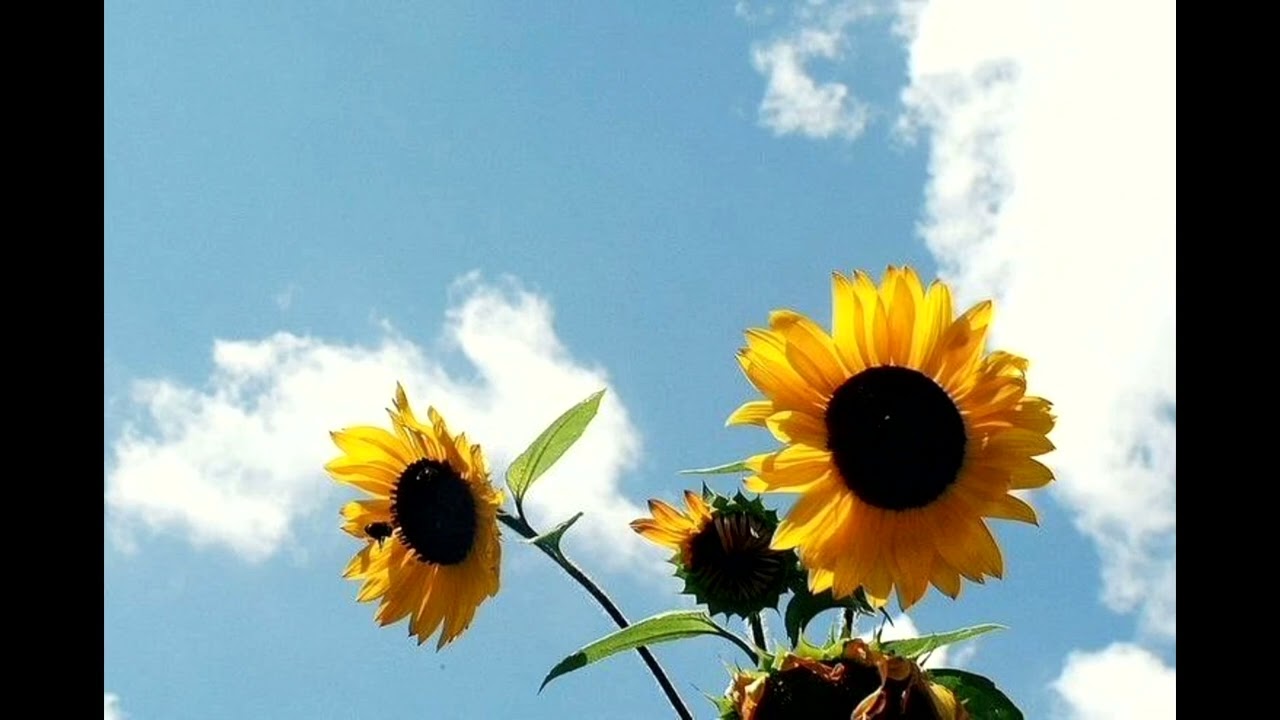 ( Free For Profit ) Hiphop Type Beat || Rap Type Beat