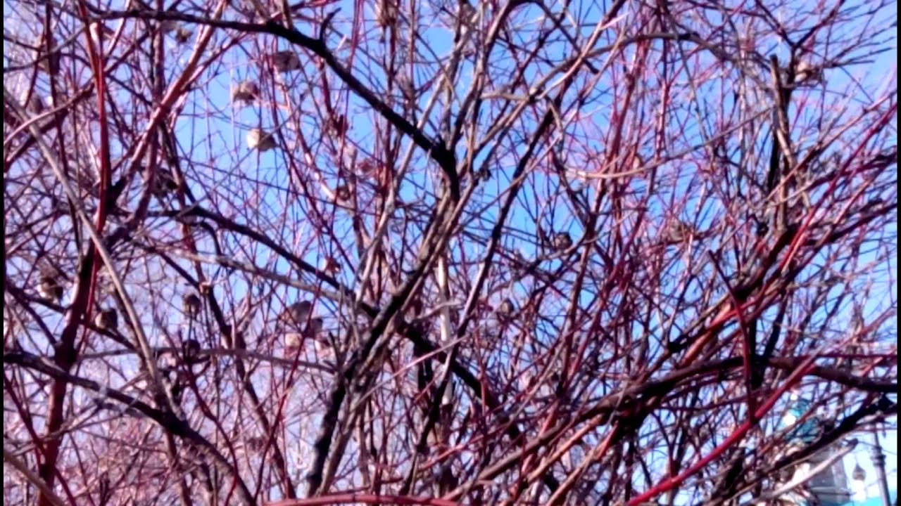воробьи радуются весне и солнцу. - YouTube