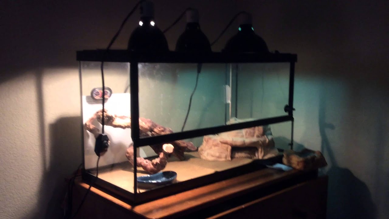 Bearded Dragon Brumation (subhibernation) YouTube
