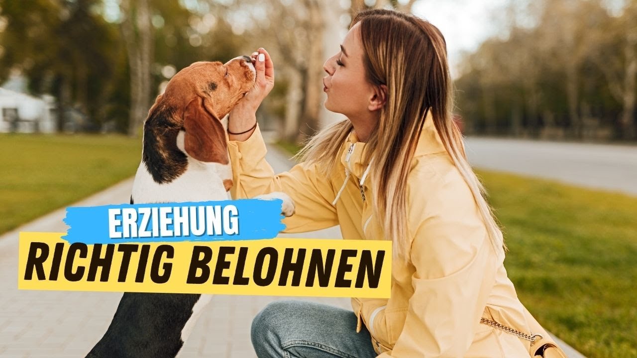 so belohnst du deinen hund richtig youtube