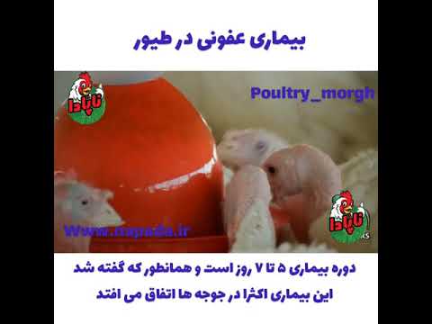 تصویری: بیماری های مرغ بوقلمون و درمان آنها