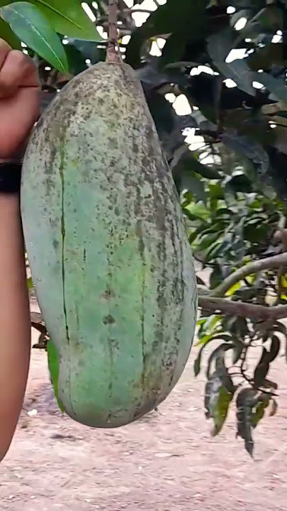 MANGGA MAHATIR SUPER JUMBO #mangga #manggamahatir