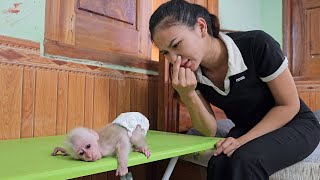 So Cute! Baby monkey Su cry waiting for mom to change diaper