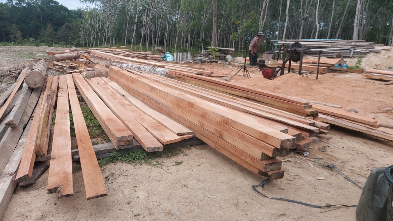 ผ่าแปรรูปไม้ยางนา1วันครึ่งได้ไม้2760นิ้ว@ตัดไม้บ้านนา
