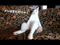 猫がだらけ過ぎるとこうなりますw