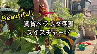 【賃貸ベランダ菜園】10月種まき スイスチャード