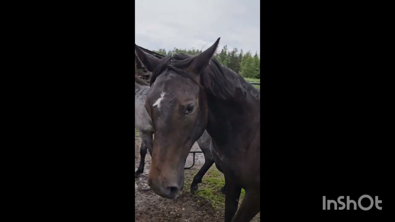 Lipizzan colt play: Rearing and Biting