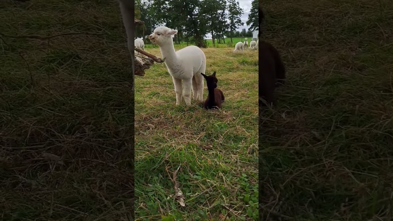 Small baby alpaca and her big sister