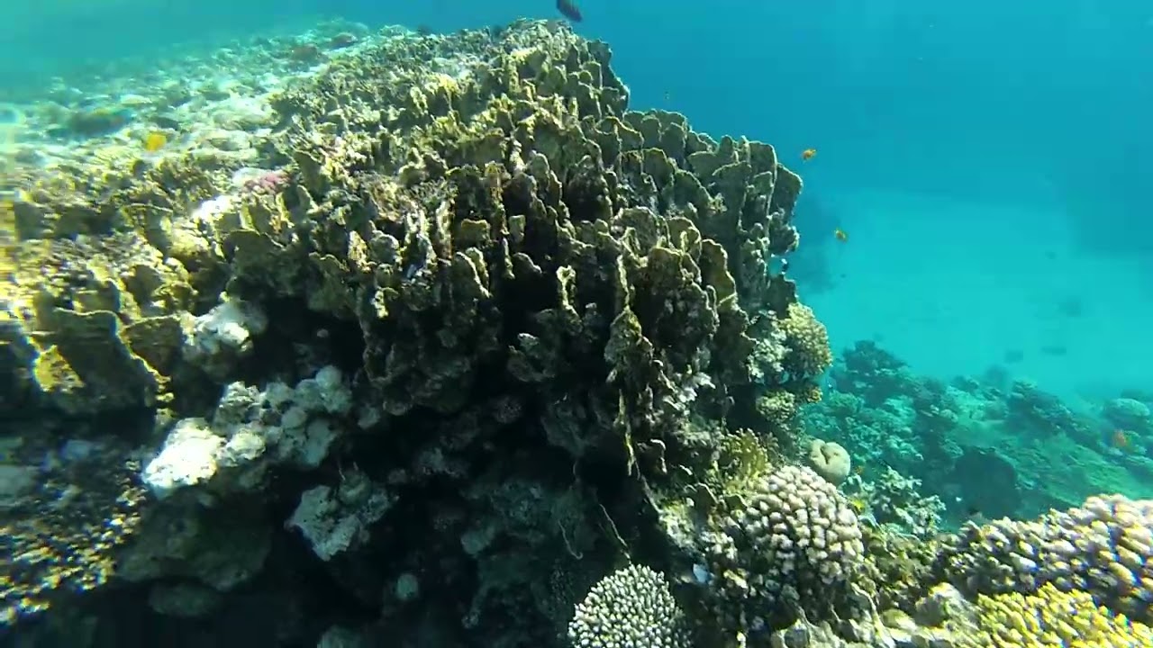 Egypt. Snorkeling with fish in the Red sea at Sharm-El-Sheikh.А теперь за рыбами!Рифы Красного моря