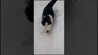 Кот Зимой #зима #снег #кот #cats #catlover #2024 #catvideos #funcat #shortvideo #shorts