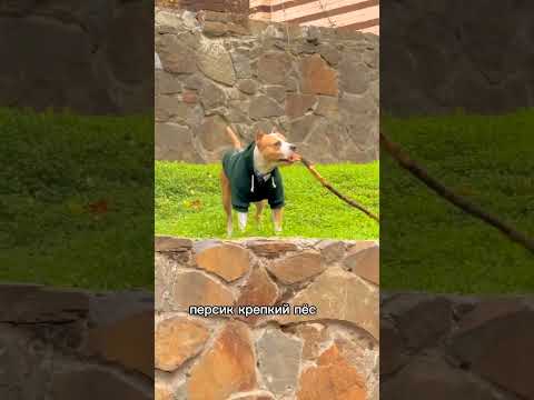 БАТЛ !!!  🥳🥳🥳 ЗА/ПРОТИВ ???#americanbully