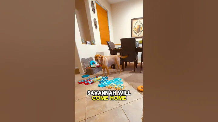 TALKING DOG misses her human SISTER.  #shorts #dogshorts #talkingdog #smartdog