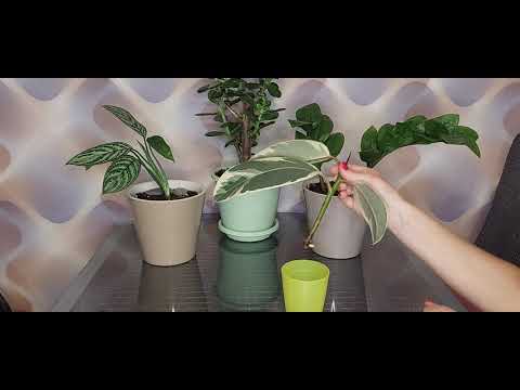 Укоренение фикуса каучуконосного (эластика). Что делать если ...