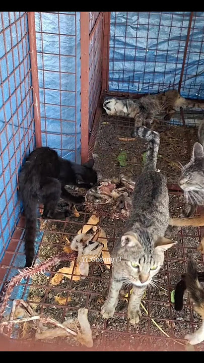 CAT EATING CAT 😳 #shorts #warehouse