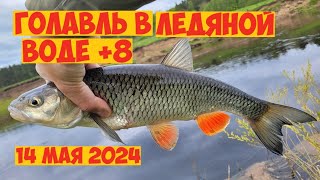 ГОЛАВЛЬ в ЛЕДЯНОЙ ВОДЕ! ПРОВОДКИ, МЕСТА, ТАКТИКА! Рыбалка на голавля в мае! Весенний голавль 2024!