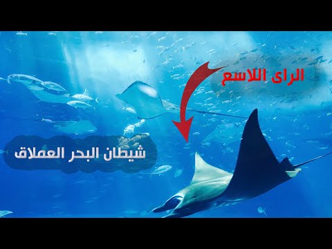 سمك الراى اللاسع