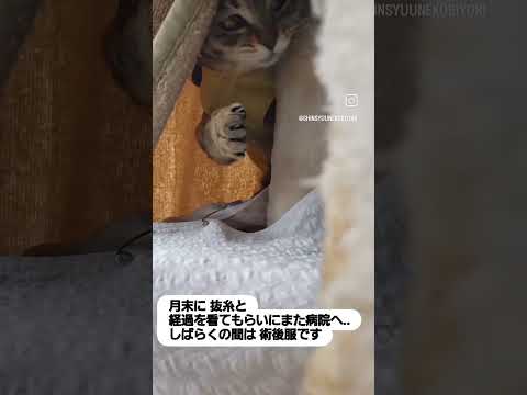 退院した翌日のコロネだよ #保護猫 #元気になる動画 #猫のいる暮らし #元気お届け #cat #好きな子猫 #ねこ #子ネコ #猫好きさんと繋がりたい