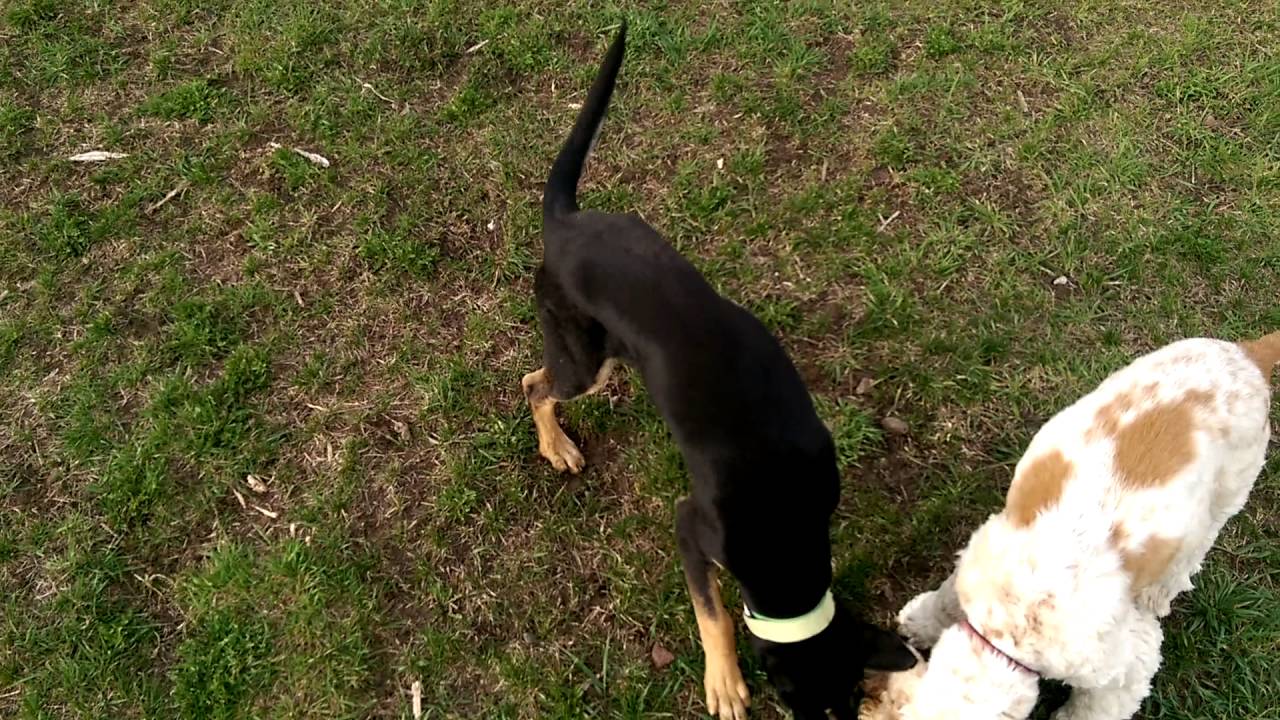 Dogs Playing Kennels West Dog Boarding Bozeman, MT YouTube