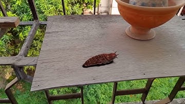 Snail Animated Video