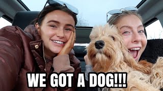 WE GOT A DOG! Becoming dog owners!!! | Syd and Ell