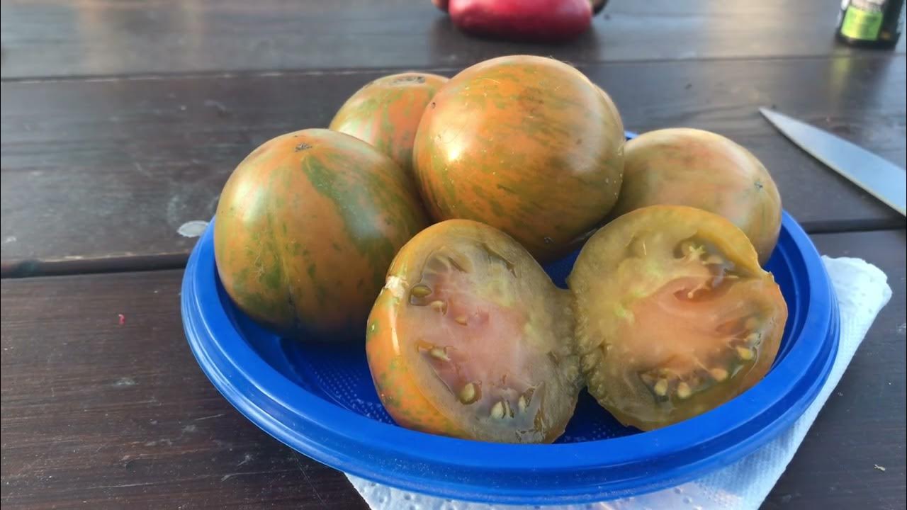 Гном Томатный. Сияние Вавилона . Лучшие из серии Гном Томатный. - YouTube