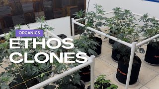 Ethos Clones in Organic Gaia Green Mandarin Cookies v2