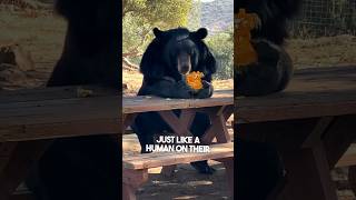 A Bear Was Eating At A Picnic Table 😂