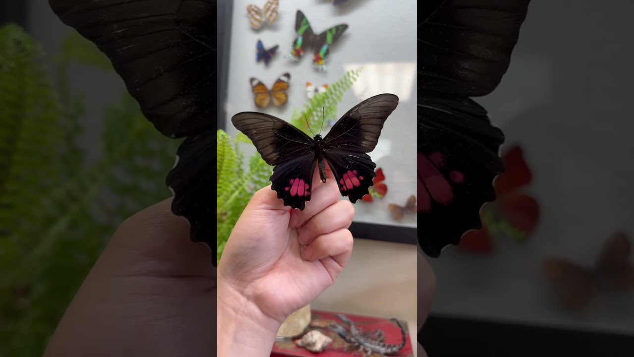 The Ruby Spotted Swallowtail Butterfly 