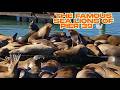 USA The Famous Sea Lions of Pier 39 🦭 | San Francisco’s Loudest Locals 🔊 (CC)!