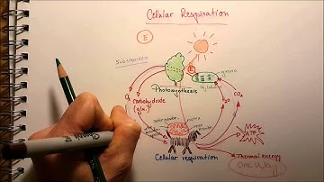 Redox Reaction in Cellular Respiration