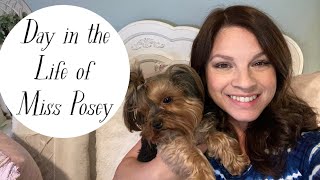 Day in the Life of a Yorkie by Life Of Posey 1,378 views 2 years ago 9 minutes, 13 seconds