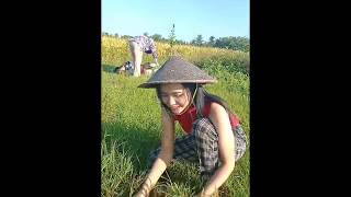 Wong sepele (story wa)