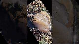 Funky and cool! A Moon Snail is a very weird creature! #choosejoy #nature #adventure