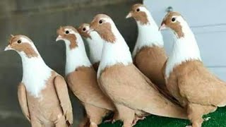 اجمل حمام الأسبوع العاشر 2019
The most beautiful pigeons of the tenth week