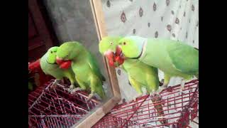 Mithu and Mithi eating green chilli | | #king #parrot #talkingparrot #orignal #sound #viral |