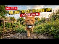 Real Cat POV Cam | Outdoor Cat Adventure Live Stream