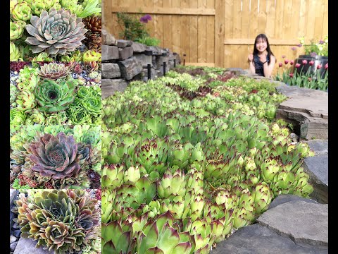Fun Succulents Moments: Sempervivums Rock Garden