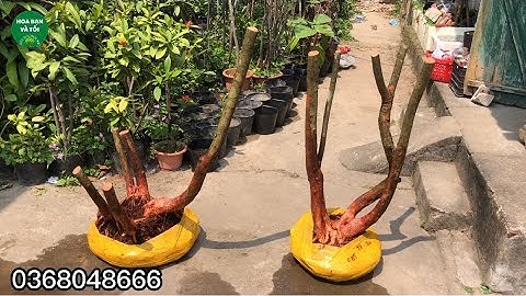 Phôi sim rừng hoa tím bệ đẹp rễ nhiều.Hoa bạn và tôi