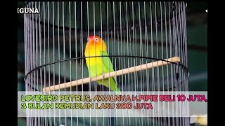 Kisah Sukses  Lovebird Petrus Dulu Beli 10 Juta 3 Bulan Kemudian Laku 300 Juta