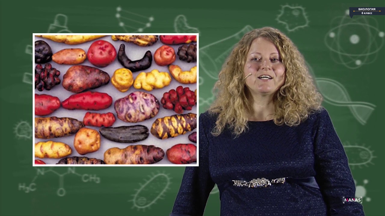 Биология - 6 класс - Двудольные  Семейство пасленовые