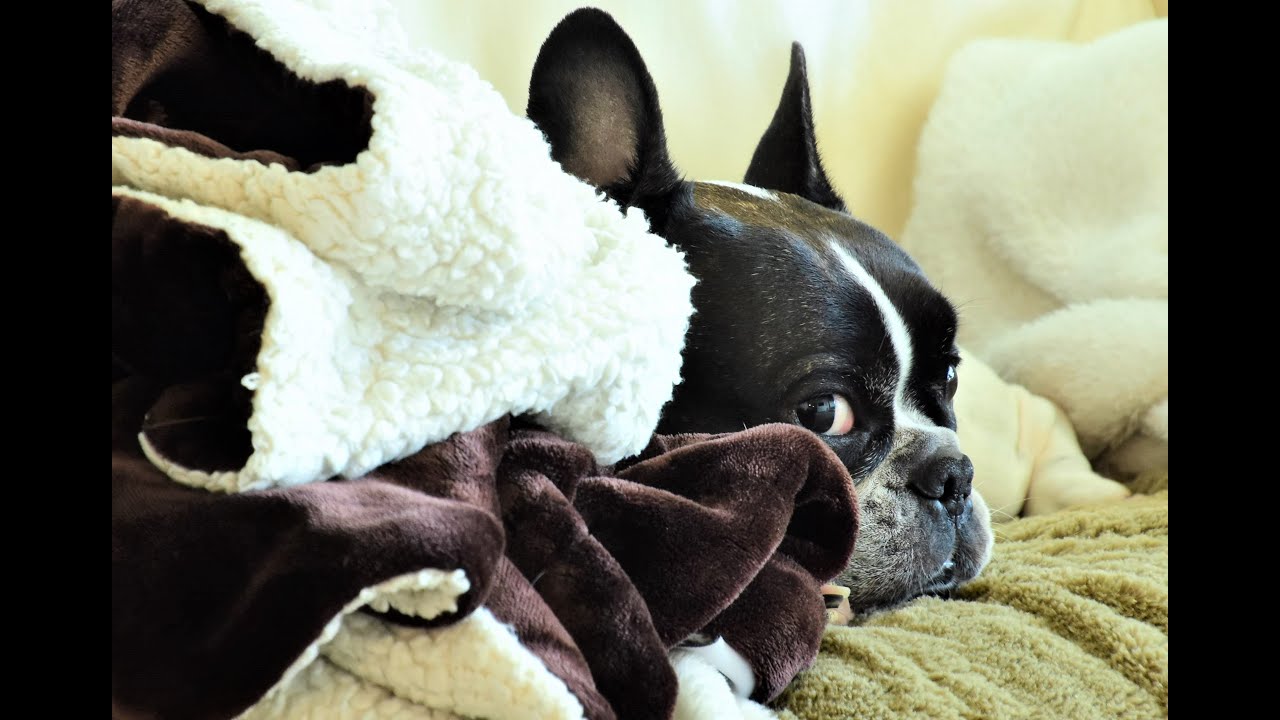 Sleeping French Bulldog smells bacon. YouTube