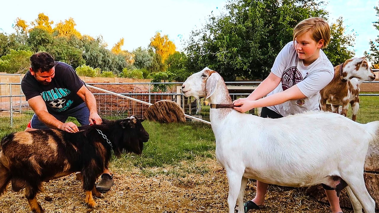 How Do Billy Goats Attract Females?