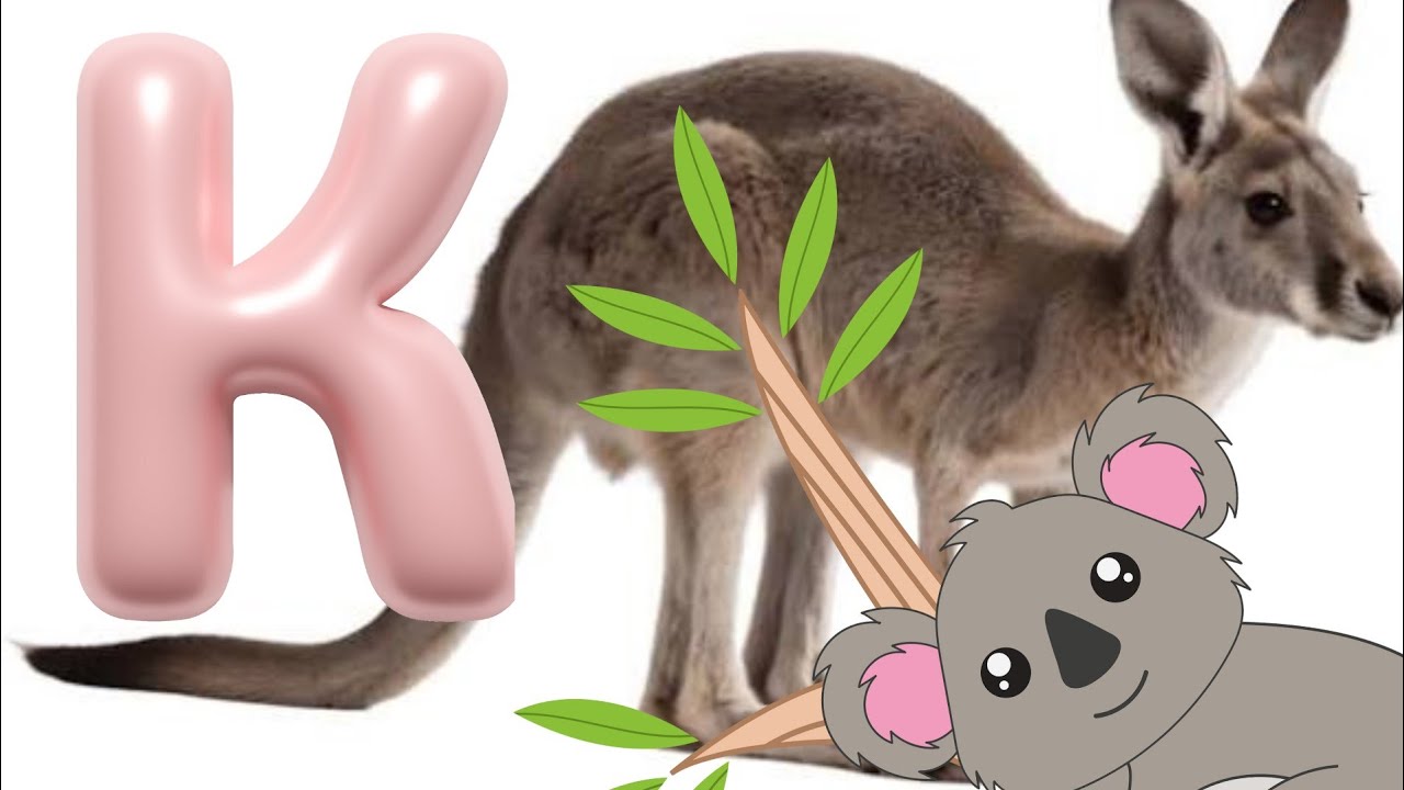 K is for Kangaroo and Koala video 